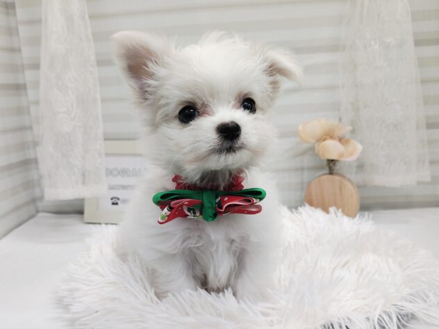 愛媛県のハーフ犬・ミックス犬 (アミーゴ松山久米店/2025年9月17日生まれ/男の子/クリーム)の子犬の3枚目の画像