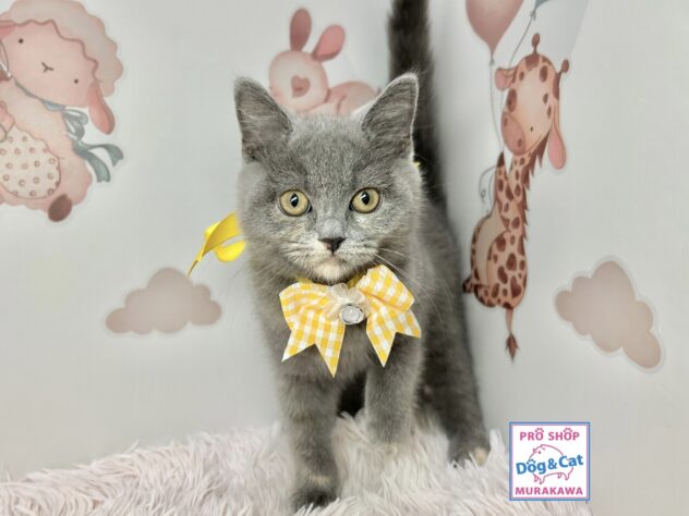 広島県のブリティッシュショートヘアー (アミーゴ温品店/2025年8月18日生まれ/女の子/ブルークリーム)の子猫の2枚目の画像