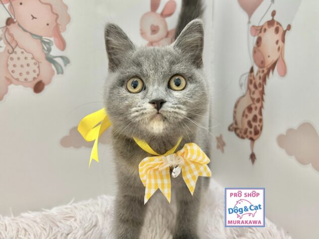 広島県のブリティッシュショートヘアー (アミーゴ温品店/2025年8月18日生まれ/女の子/ブルークリーム)の子猫の1枚目の画像