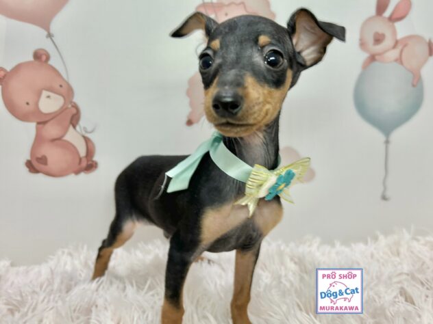 広島県のミニチュアピンシャー (アミーゴ温品店/2025年9月16日生まれ/男の子/ブラックタン)の子犬の3枚目の画像