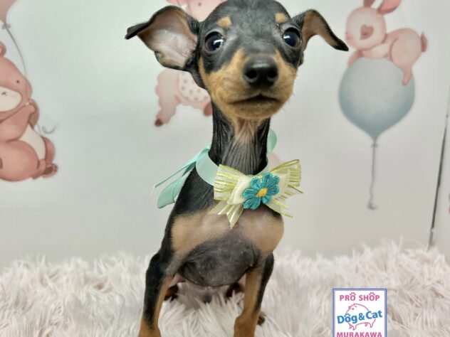 広島県のミニチュアピンシャー (アミーゴ温品店/2025年9月16日生まれ/男の子/ブラックタン)の子犬の2枚目の画像