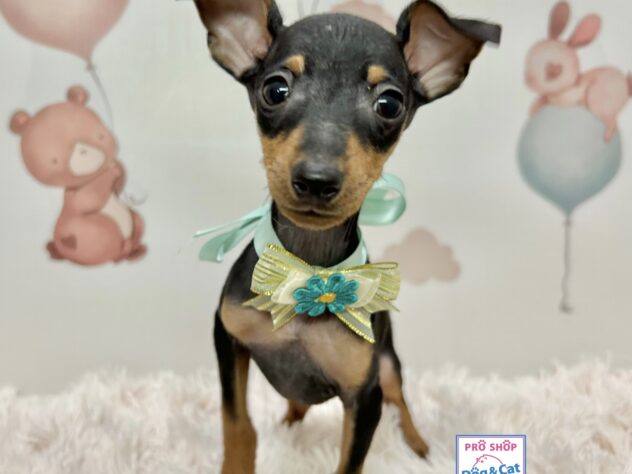 広島県のミニチュアピンシャー (アミーゴ温品店/2025年9月16日生まれ/男の子/ブラックタン)の子犬