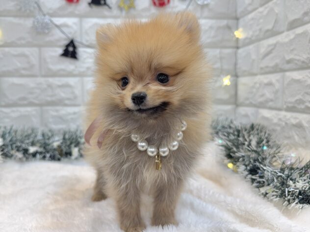 兵庫県のポメラニアン (ワンキャラット アミーゴ姫路飾磨店/2025年9月28日生まれ/男の子/オレンジ)の子犬の4枚目の画像