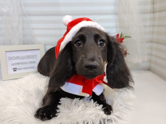 愛媛県のミニチュアダックスフンド(ロング) (アミーゴ松山久米店/2025年8月12日生まれ/男の子/ブラック)の子犬の3枚目の画像