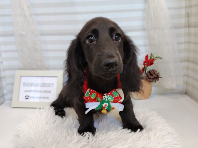 愛媛県のミニチュアダックスフンド(ロング) (アミーゴ松山久米店/2025年8月12日生まれ/男の子/ブラック)の子犬の1枚目の画像