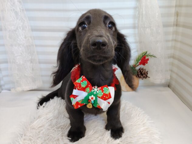 愛媛県のミニチュアダックスフンド(ロング) (アミーゴ松山久米店/2025年8月12日生まれ/男の子/ブラック)の子犬の2枚目の画像