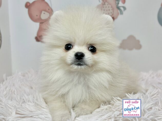 広島県のポメラニアン (アミーゴ温品店/2025年9月28日生まれ/男の子/クリーム)の子犬