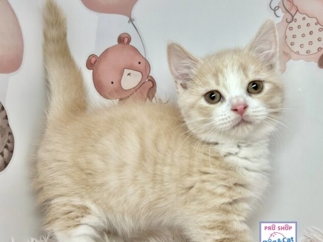 広島県のマンチカン (アミーゴ温品店/2025年9月28日生まれ/男の子/クリームタビーホワイト)の子猫の3枚目の画像