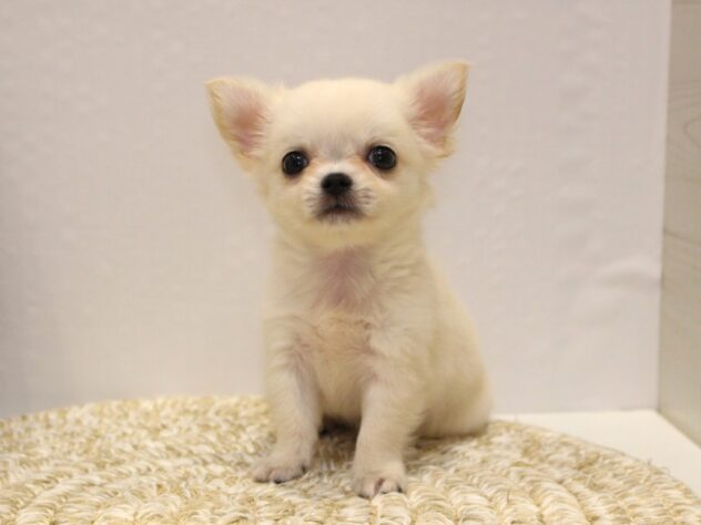 大阪府のチワワ(ロング) (ペット・プラザ アミーゴ箕面店/2025年9月14日生まれ/男の子/クリームホワイト)の子犬の1枚目の画像