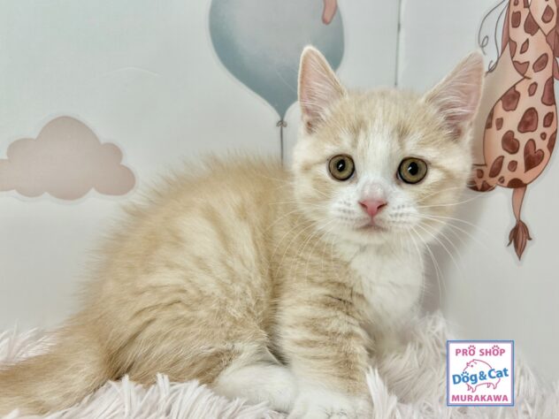 広島県のマンチカン (アミーゴ温品店/2025年9月28日生まれ/男の子/クリームタビーホワイト)の子猫の2枚目の画像