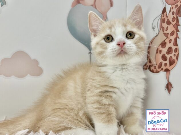 広島県のマンチカン (アミーゴ温品店/2025年9月28日生まれ/男の子/クリームタビーホワイト)の子猫の1枚目の画像