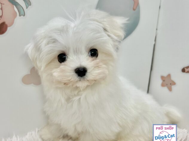 広島県のマルチーズ (アミーゴ温品店/2025年9月17日生まれ/男の子/ホワイト)の子犬