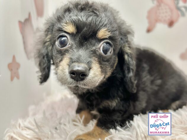 広島県のハーフ犬・ミックス犬 (アミーゴ温品店/2025年9月27日生まれ/女の子/ブラッククリーム)の子犬の1枚目の画像