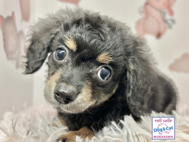 広島県のハーフ犬・ミックス犬 (アミーゴ温品店/2025年9月27日生まれ/女の子/ブラッククリーム)の子犬の2枚目の画像