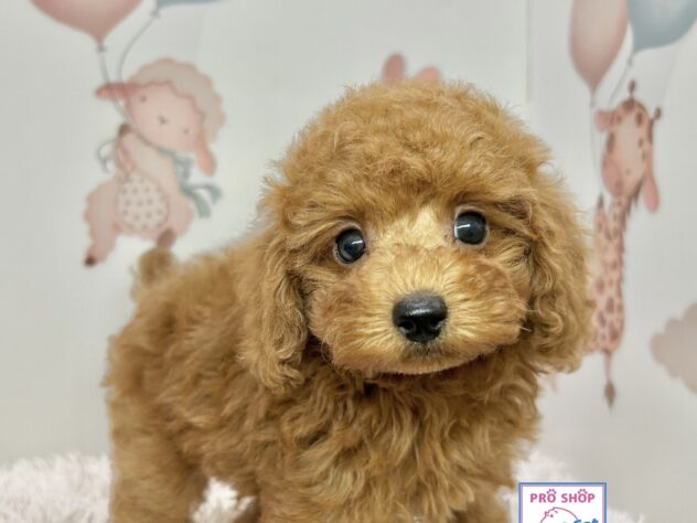 広島県のトイプードル(トイ) (アミーゴ温品店/2025年9月27日生まれ/女の子/レッド)の子犬の1枚目の画像