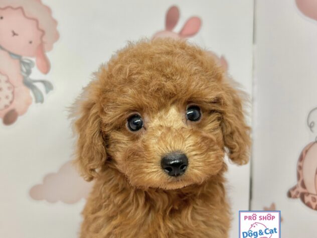 広島県のトイプードル(トイ) (アミーゴ温品店/2025年9月27日生まれ/女の子/レッド)の子犬の2枚目の画像