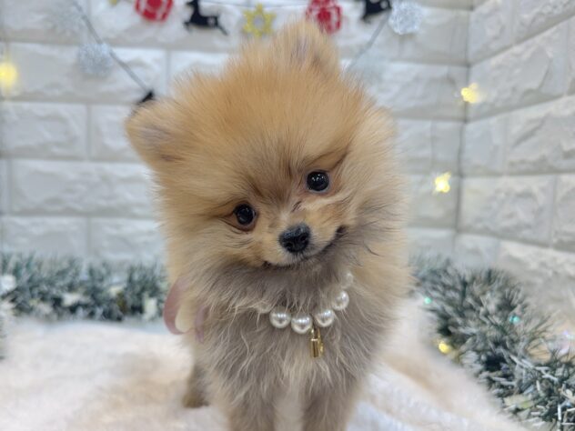 兵庫県のポメラニアン (ワンキャラット アミーゴ姫路飾磨店/2025年9月28日生まれ/男の子/オレンジ)の子犬の2枚目の画像