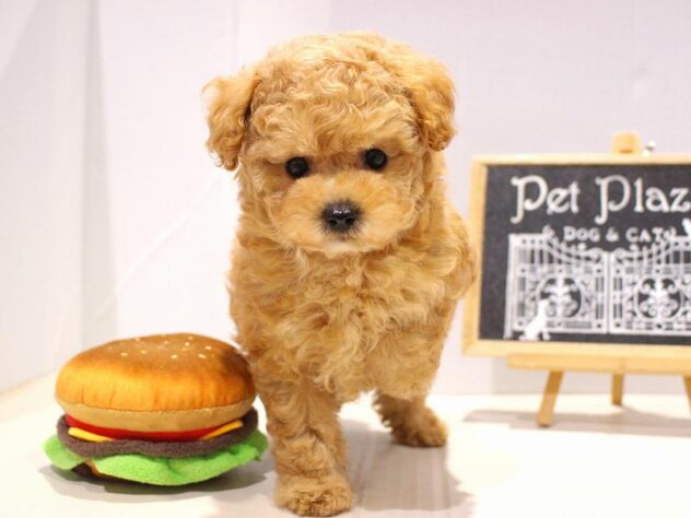 兵庫県のトイプードル(トイ) (ペット・プラザ アミーゴつかしん店/2025年9月27日生まれ/男の子/アプリコット)の子犬の2枚目の画像