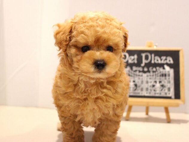 兵庫県のトイプードル(トイ) (ペット・プラザ アミーゴつかしん店/2025年9月27日生まれ/男の子/アプリコット)の子犬の3枚目の画像