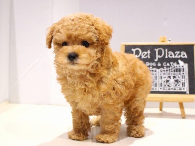 兵庫県のトイプードル(トイ) (ペット・プラザ アミーゴつかしん店/2025年9月27日生まれ/男の子/アプリコット)の子犬の1枚目の画像