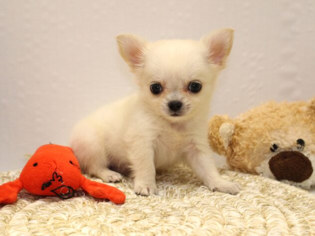 大阪府のチワワ(ロング) (ペット・プラザ アミーゴ箕面店/2025年9月14日生まれ/男の子/クリームホワイト)の子犬の3枚目の画像