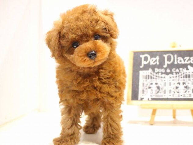 兵庫県のトイプードル(トイ) (ペット・プラザ アミーゴつかしん店/2025年9月29日生まれ/男の子/レッドフォーン)の子犬の1枚目の画像