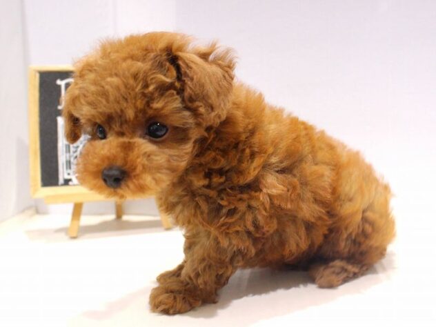 兵庫県のトイプードル(トイ) (ペット・プラザ アミーゴつかしん店/2025年9月29日生まれ/男の子/レッドフォーン)の子犬の3枚目の画像