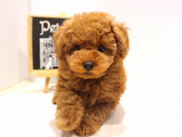 兵庫県のトイプードル(トイ) (ペット・プラザ アミーゴつかしん店/2025年9月29日生まれ/男の子/レッドフォーン)の子犬の2枚目の画像