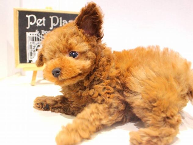 兵庫県のトイプードル(トイ) (ペット・プラザ アミーゴつかしん店/2025年9月29日生まれ/男の子/レッドフォーン)の子犬の4枚目の画像