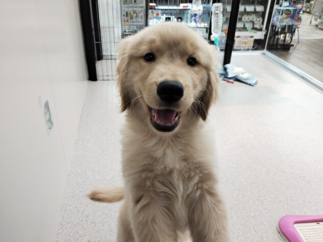 愛媛県のゴールデンレトリバー (アミーゴ松山久米店/2025年9月27日生まれ/男の子/ゴールド)の子犬の1枚目の画像