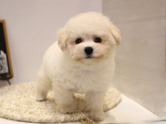 大阪府のトイプードル(トイ) (ペット・プラザ アミーゴ箕面店/2025年9月14日生まれ/女の子/ホワイト)の子犬の2枚目の画像