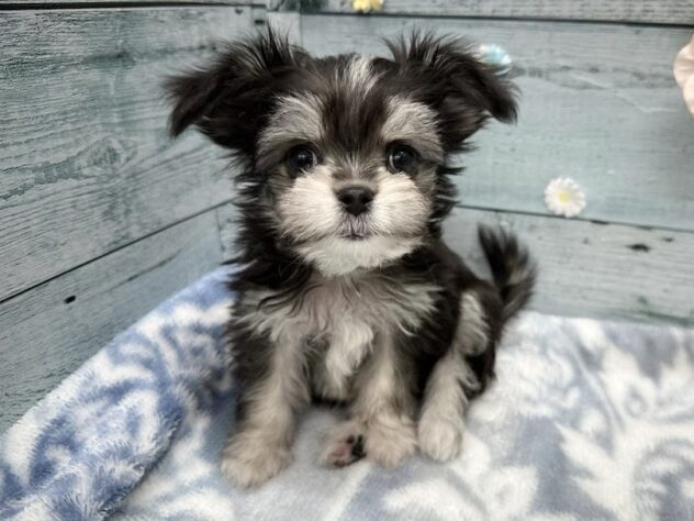 徳島県のハーフ犬・ミックス犬 (アミーゴ北島店/2025年9月10日生まれ/男の子/ブラックタンホワイト)の子犬の4枚目の画像