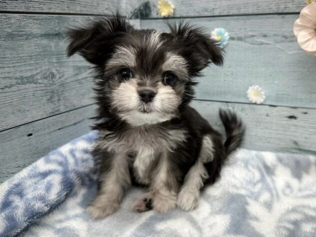 徳島県のハーフ犬・ミックス犬 (アミーゴ北島店/2025年9月10日生まれ/男の子/ブラックタンホワイト)の子犬の1枚目の画像