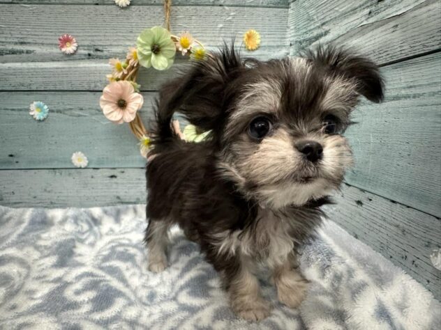 徳島県のハーフ犬・ミックス犬 (アミーゴ北島店/2025年9月10日生まれ/男の子/ブラックタンホワイト)の子犬の3枚目の画像