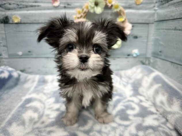 徳島県のハーフ犬・ミックス犬 (アミーゴ北島店/2025年9月10日生まれ/男の子/ブラックタンホワイト)の子犬の2枚目の画像