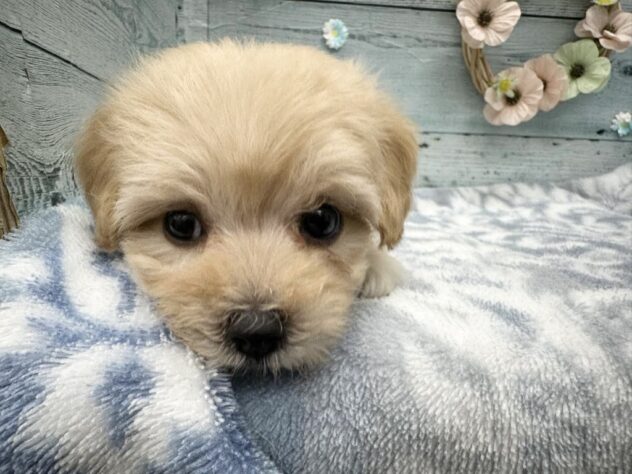 徳島県のハーフ犬・ミックス犬 (アミーゴ北島店/2025年9月6日生まれ/女の子/アプリコット)の子犬の3枚目の画像