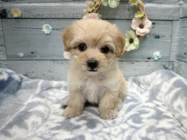 徳島県のハーフ犬・ミックス犬 (アミーゴ北島店/2025年9月6日生まれ/女の子/アプリコット)の子犬の1枚目の画像