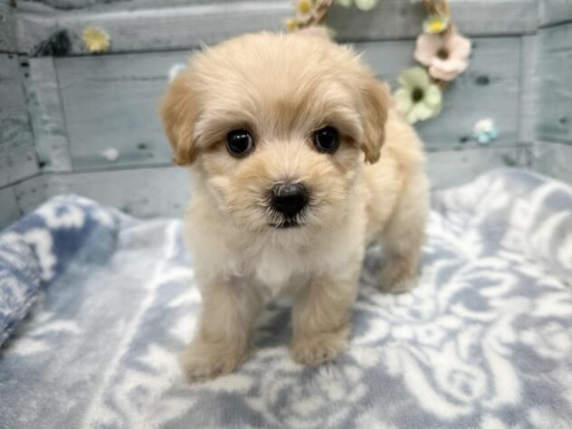 徳島県のハーフ犬・ミックス犬 (アミーゴ北島店/2025年9月6日生まれ/女の子/アプリコット)の子犬の2枚目の画像