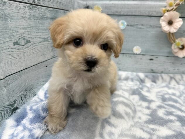 徳島県のハーフ犬・ミックス犬 (アミーゴ北島店/2025年9月6日生まれ/女の子/アプリコット)の子犬の4枚目の画像