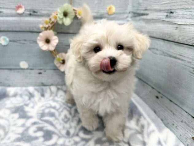 徳島県のハーフ犬・ミックス犬 (アミーゴ北島店/2025年9月11日生まれ/男の子/クリーム)の子犬の4枚目の画像