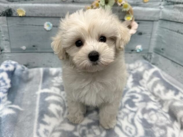 徳島県のハーフ犬・ミックス犬 (アミーゴ北島店/2025年9月11日生まれ/男の子/クリーム)の子犬の1枚目の画像