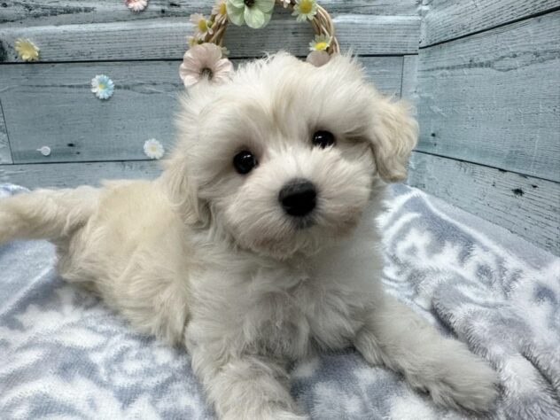 徳島県のハーフ犬・ミックス犬 (アミーゴ北島店/2025年9月11日生まれ/男の子/クリーム)の子犬の2枚目の画像