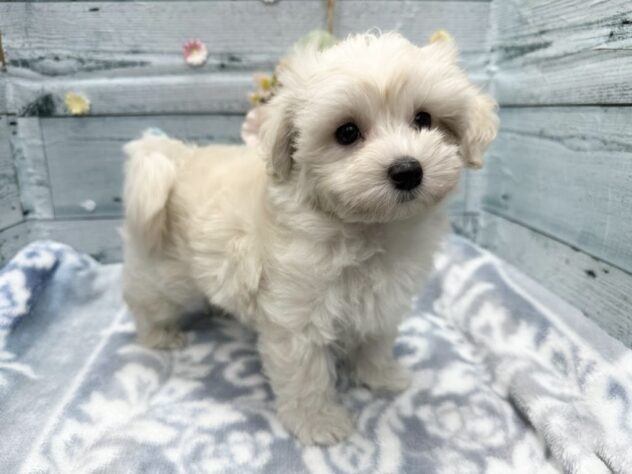 徳島県のハーフ犬・ミックス犬 (アミーゴ北島店/2025年9月11日生まれ/男の子/クリーム)の子犬の3枚目の画像