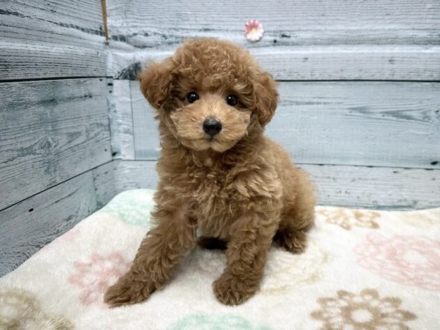 徳島県のトイプードル(トイ) (アミーゴ北島店/2025年9月15日生まれ/男の子/レッド)の子犬の1枚目の画像