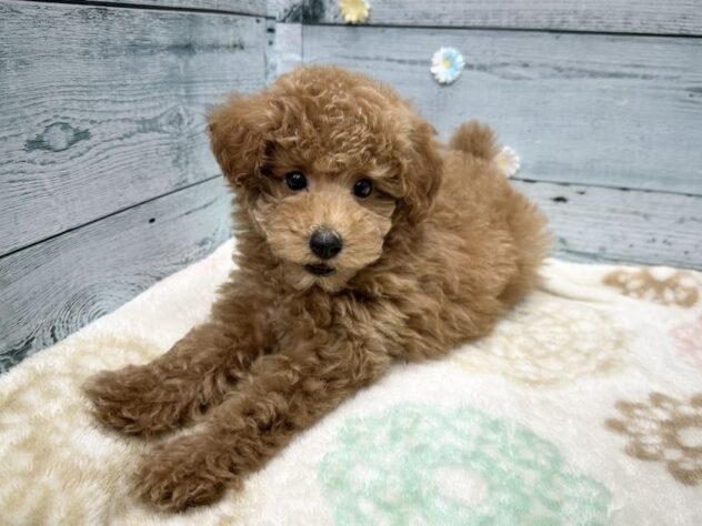 徳島県のトイプードル(トイ) (アミーゴ北島店/2025年9月15日生まれ/男の子/レッド)の子犬の2枚目の画像