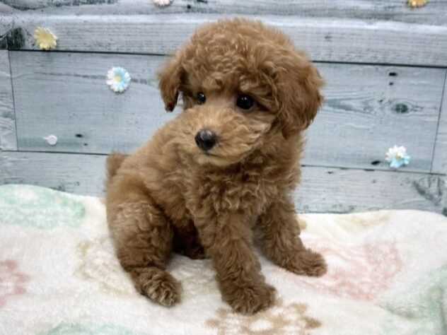 徳島県のトイプードル(トイ) (アミーゴ北島店/2025年9月15日生まれ/男の子/レッド)の子犬の3枚目の画像