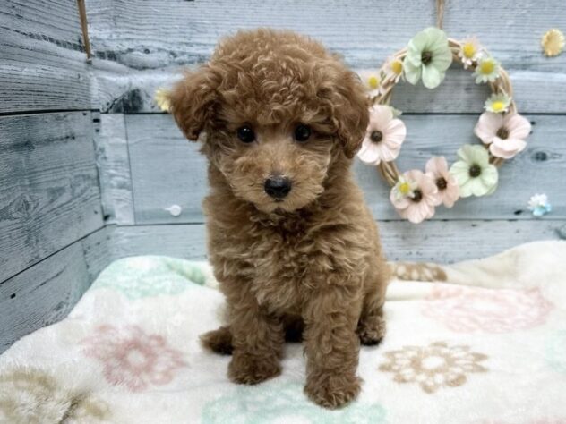 徳島県のトイプードル(トイ) (アミーゴ北島店/2025年9月15日生まれ/男の子/レッド)の子犬の4枚目の画像