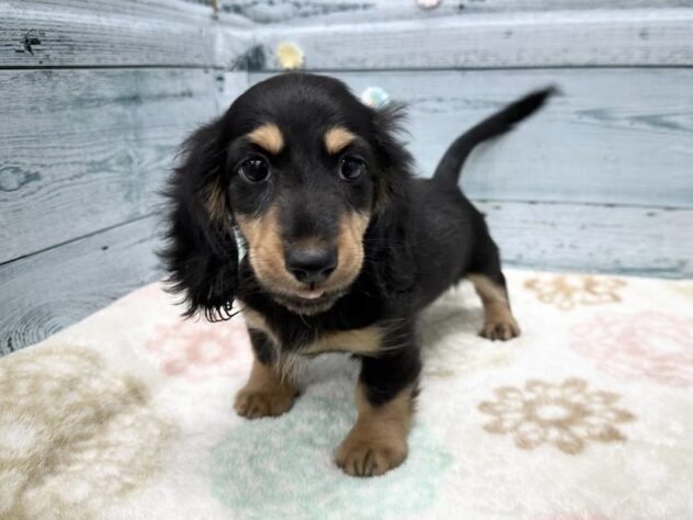 徳島県のミニチュアダックスフンド(ロング) (アミーゴ北島店/2025年9月10日生まれ/男の子/ブラックタン)の子犬の3枚目の画像