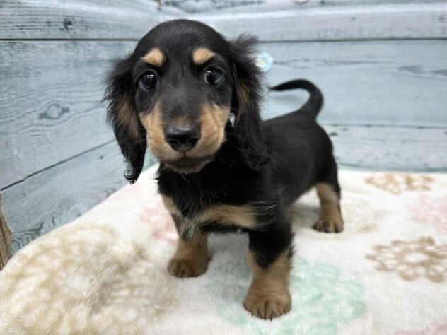 徳島県のミニチュアダックスフンド(ロング) (アミーゴ北島店/2025年9月10日生まれ/男の子/ブラックタン)の子犬の2枚目の画像