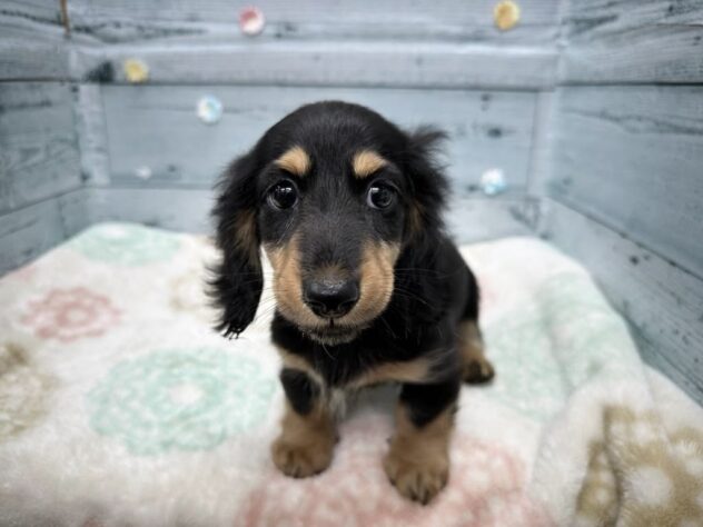 徳島県のミニチュアダックスフンド(ロング) (アミーゴ北島店/2025年9月10日生まれ/男の子/ブラックタン)の子犬の4枚目の画像